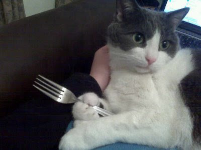 cat fork