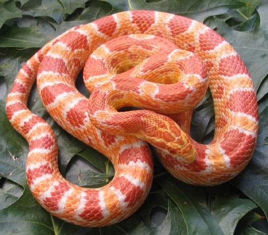 Images Albino Corn Snake. Powered by Google