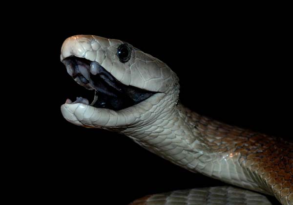And I Think to Myself...What A Wonderful World.: Creature Feature