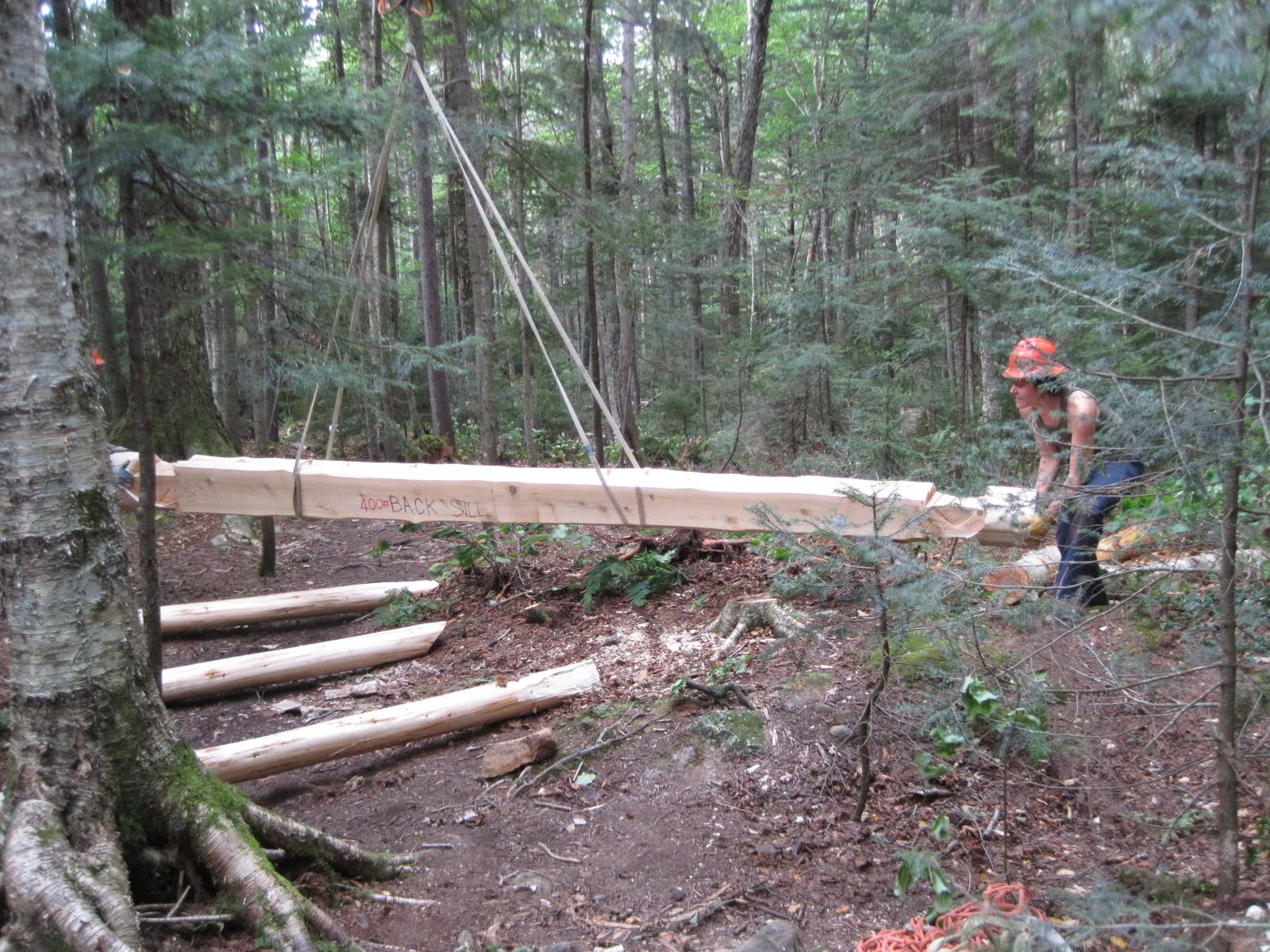 AMC Trails Blog Setting the stage for Eliza Brook shelter Or, a