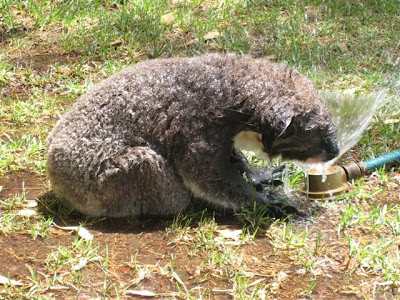 thirsty koala bear