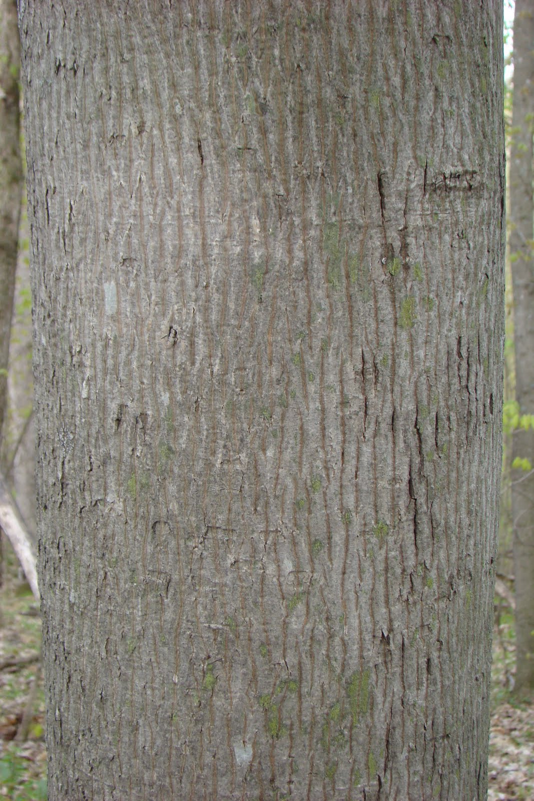 Hickory+tree+bark+identification