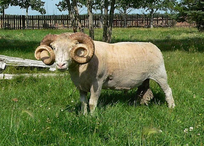 Horned Dorset Sheep Origin