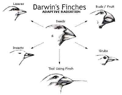 [darwin.jpg]