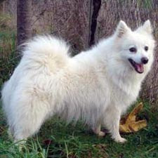Spitz Dog Puppy