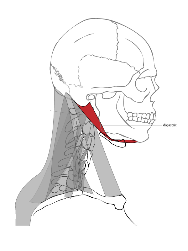 Paint Draw Paint, Learn to Draw: Drawing Basics: Anatomy of the neck