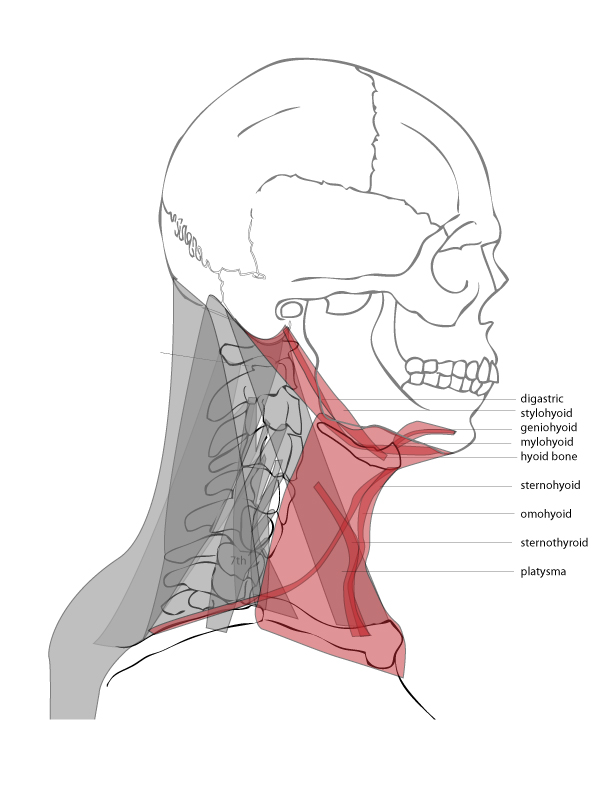 Paint Draw Paint, Learn to Draw: Drawing Basics: Anatomy of the neck