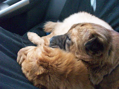 Asleep in the backseat