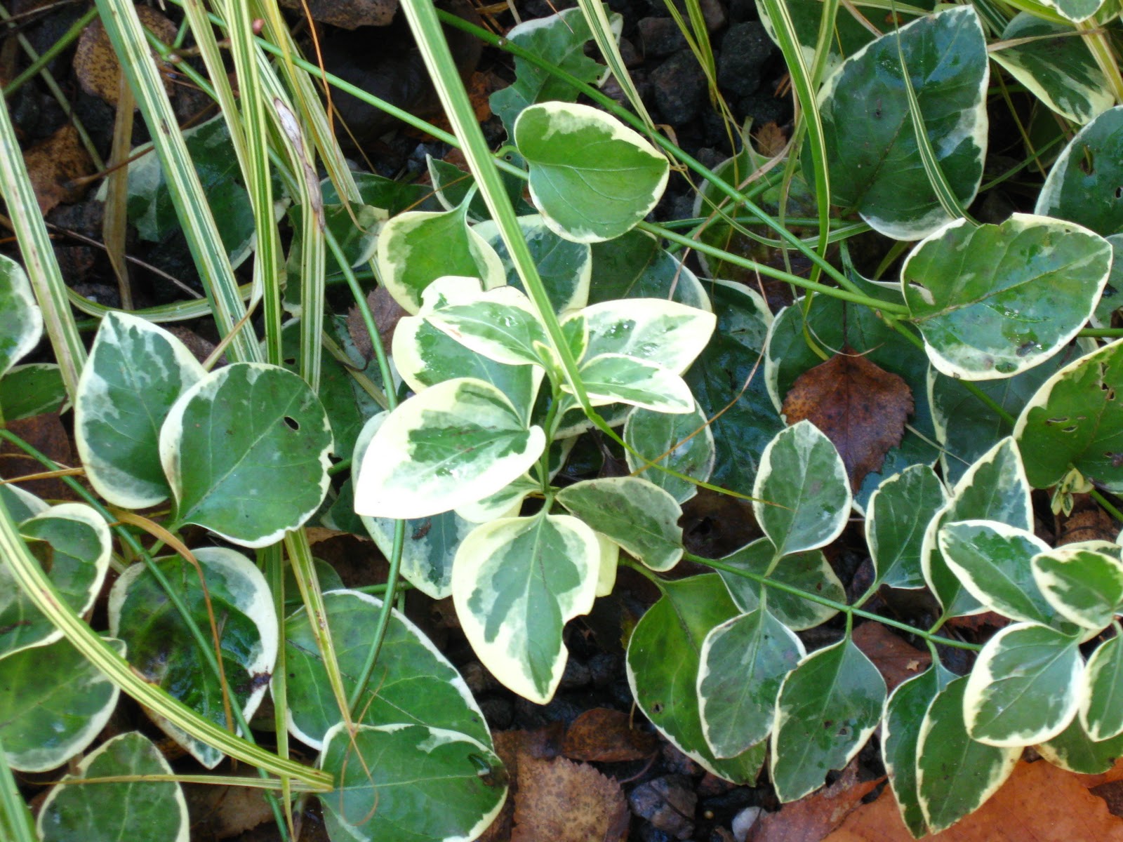 Blomsterbo: oktober 2010