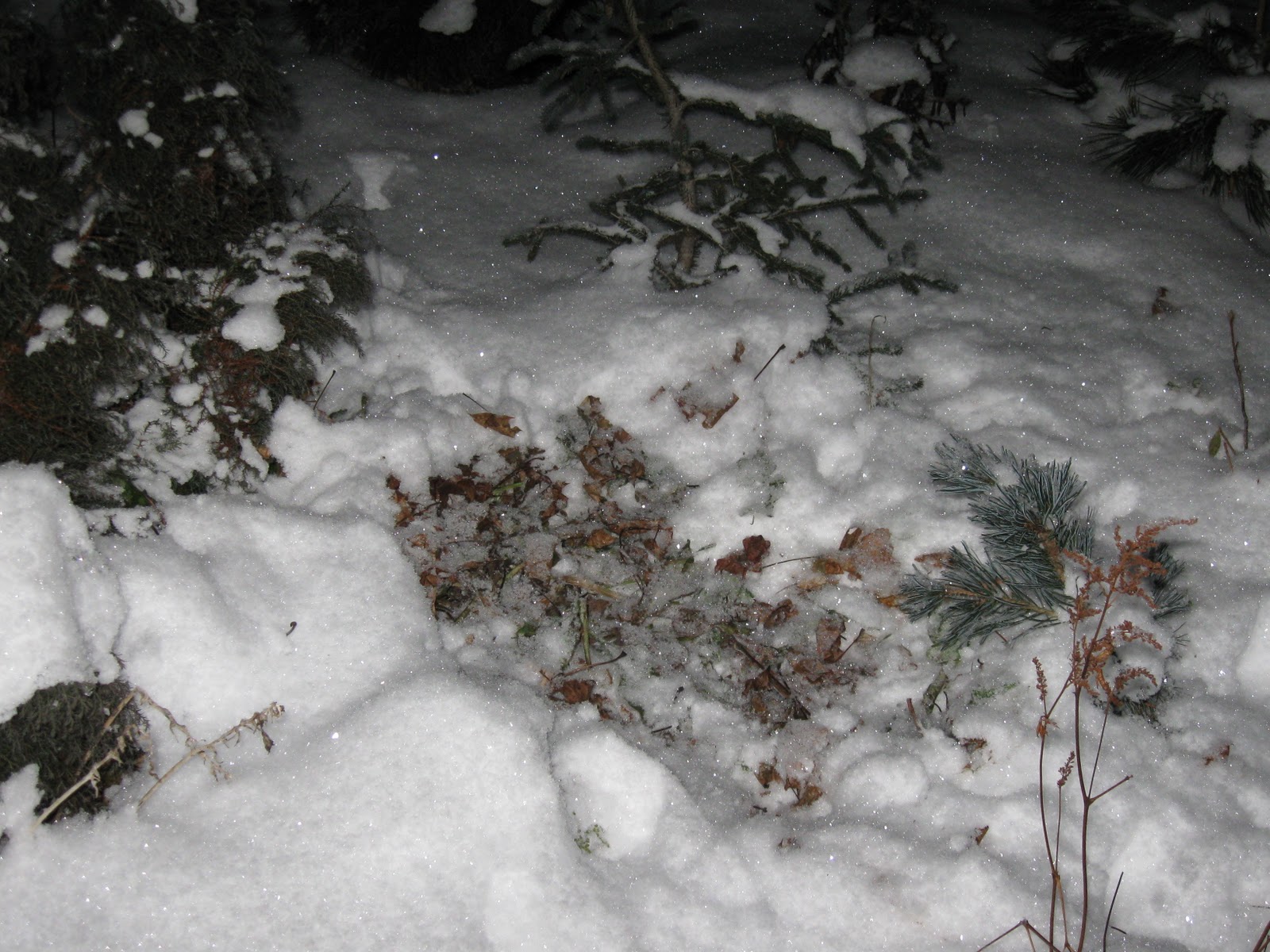 Blomsterbo: november 2010