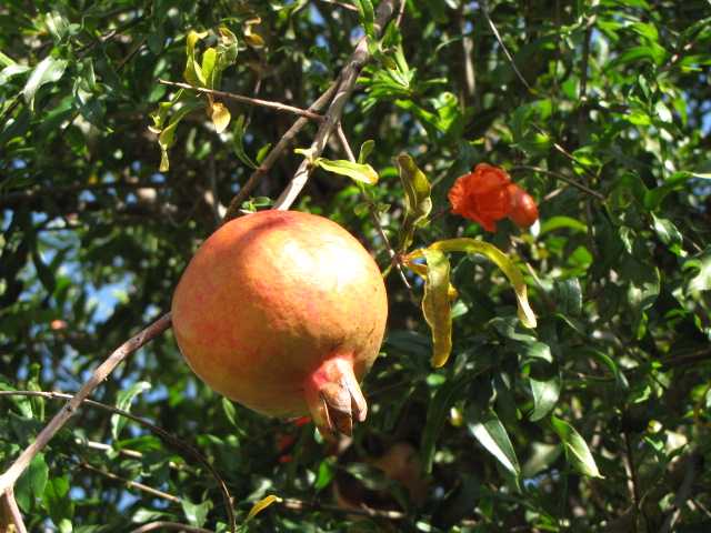 [pomegranate.jpg]