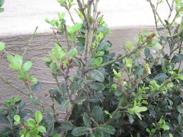 [leaf-cutter-ants5.jpg]