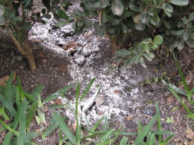 [leaf-cutter-ants1.jpg]