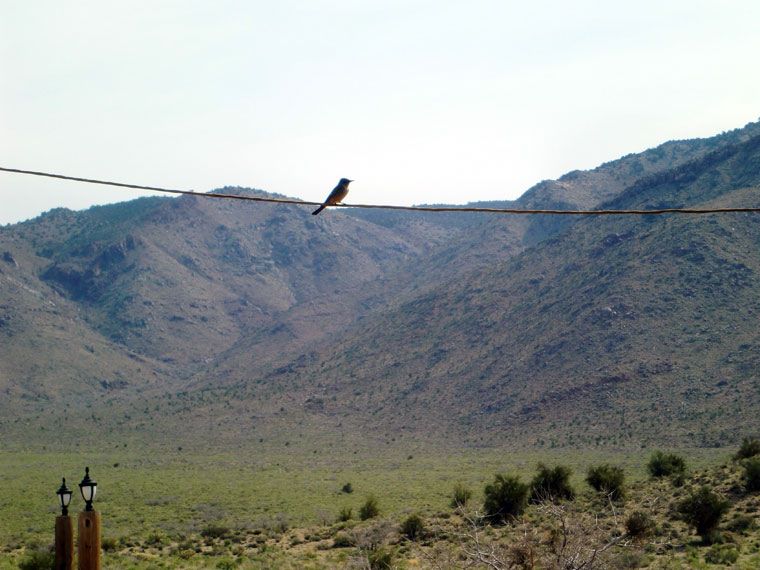 [20100403-birdonawire.jpg]