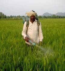 Insecticides’ Destructive Effects