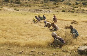 La cosecha del Teff en un campo entre Axum y Adwa al Norte de Etiopía