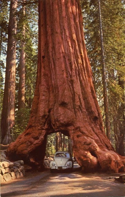 [Wawona_Tree_Yosemite+bug+.jpg]