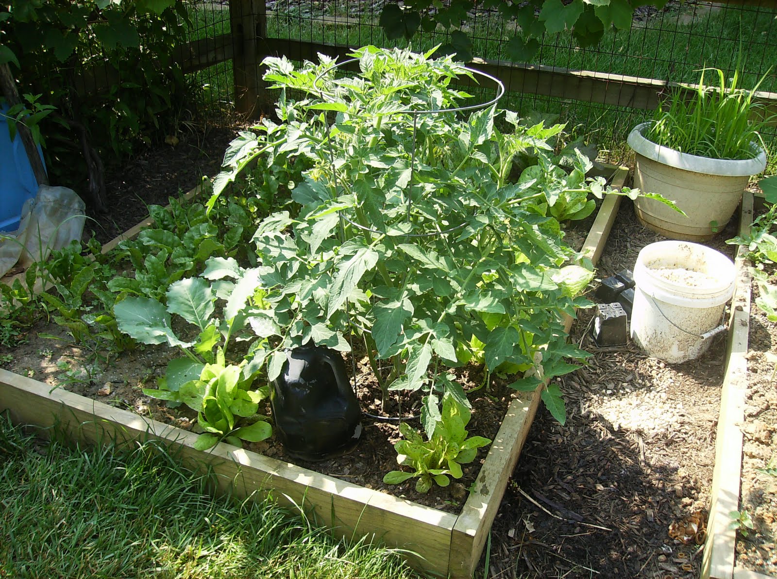 The Rusted Vegetable Garden