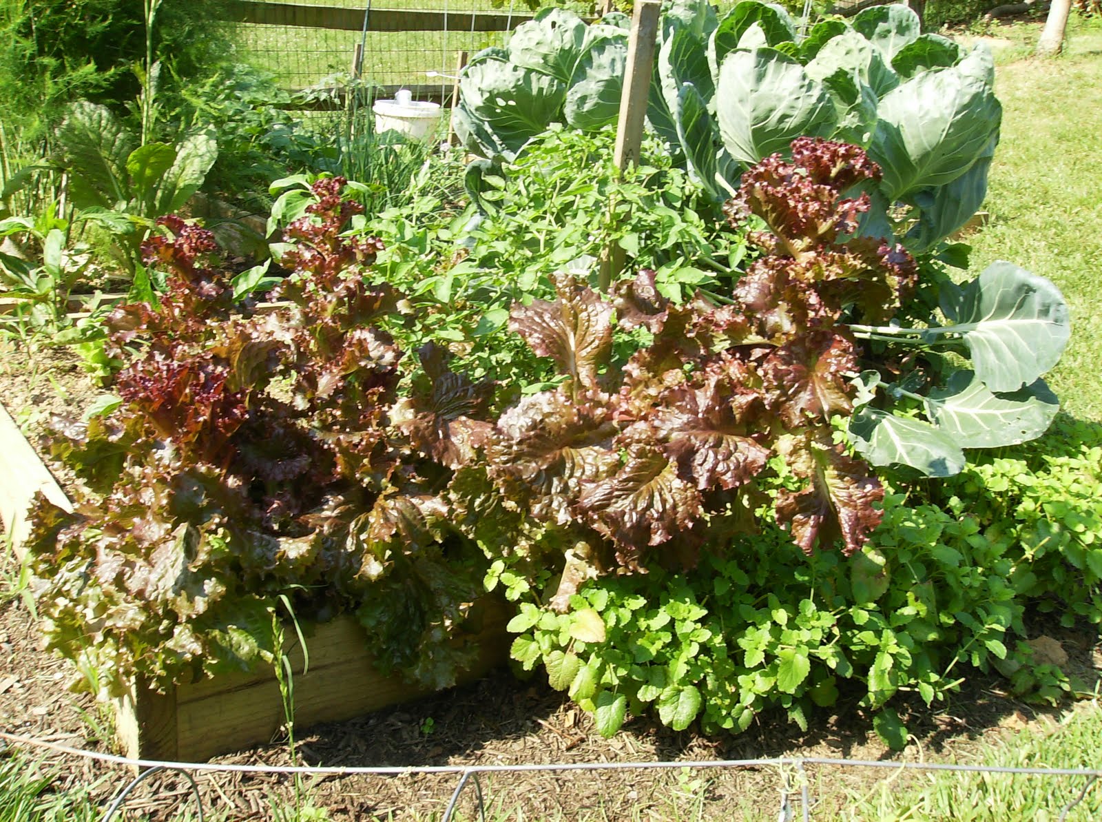 The Rusted Vegetable Garden