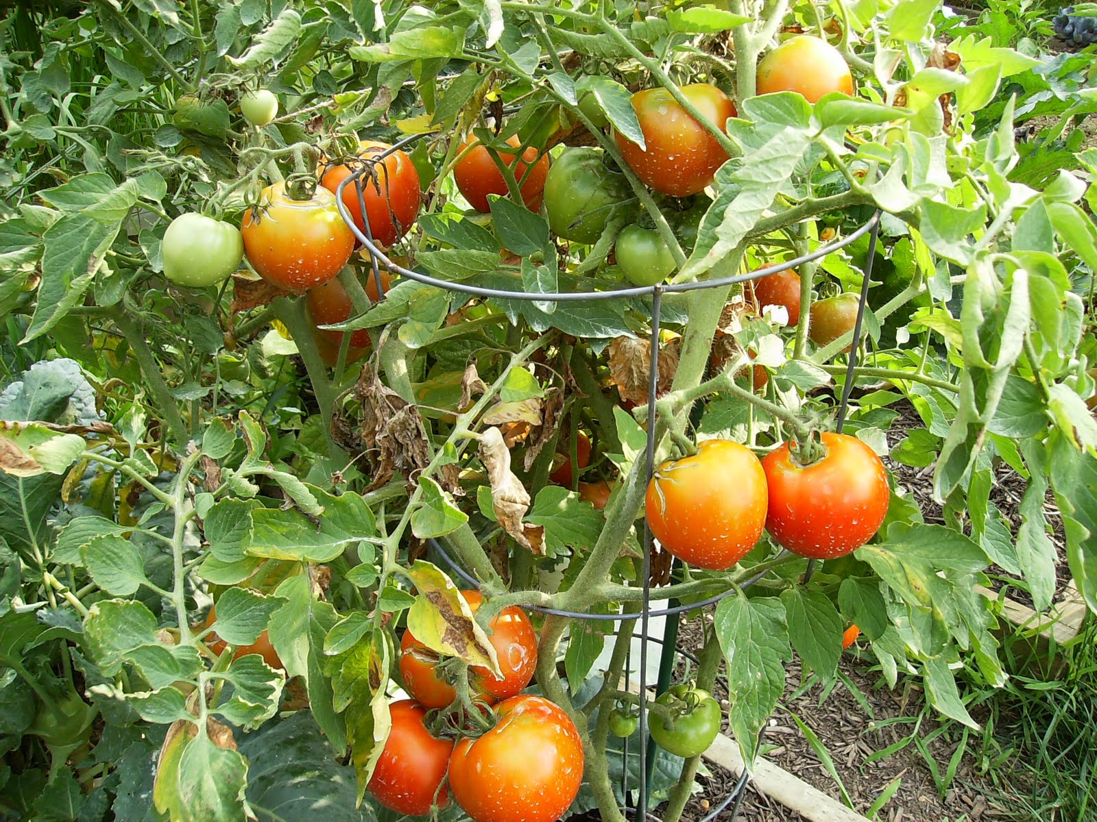 The Rusted Vegetable Garden