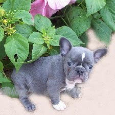 Bulldog Blue Color
