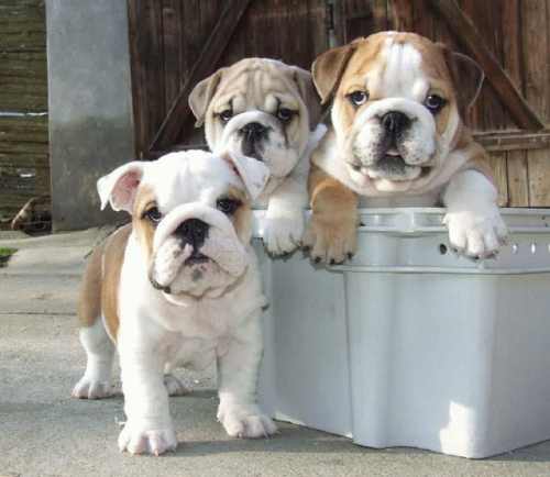 of French bulldog puppies