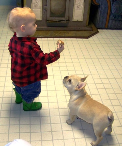 French Bulldog Puppies For French Bulldog Puppies For