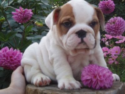 Bulldog Puppies on Bulldog Puppies Breeders Florida Lovely French Bulldog Puppies