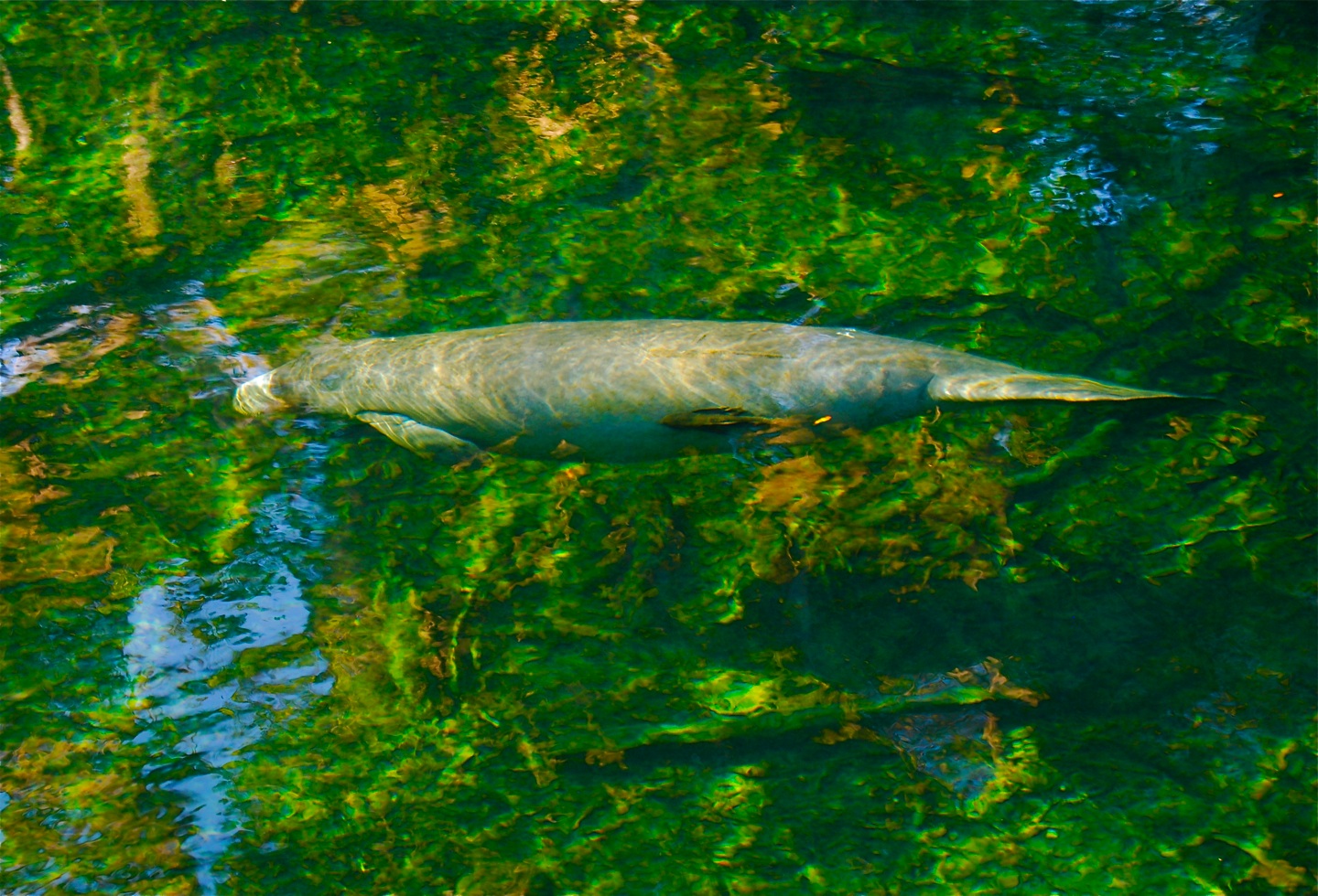 The Eighth Dimension: Manatees at Blue Springs State Park, Florida (Photos)