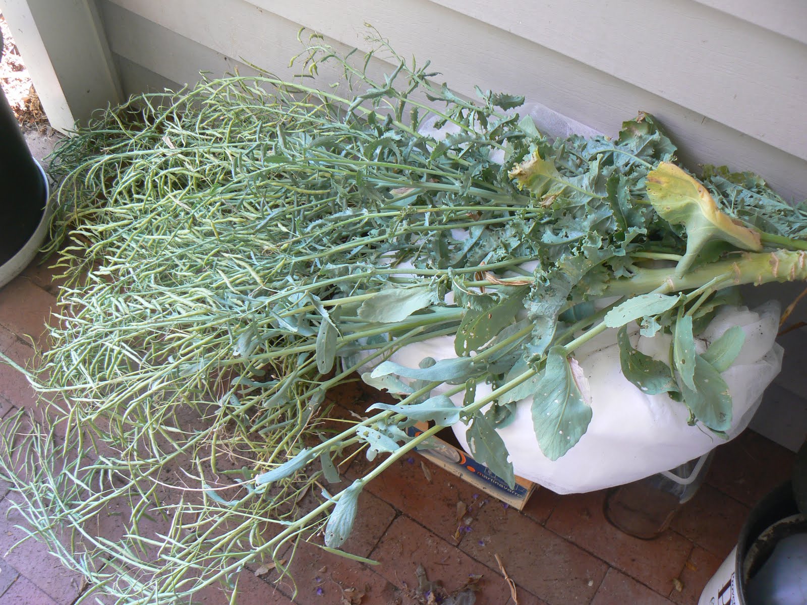 Plants to Plant Cabbage and Kale Seed