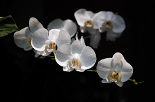 Moon Orchid