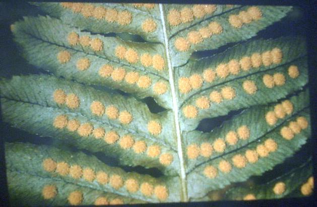 Fern Sori