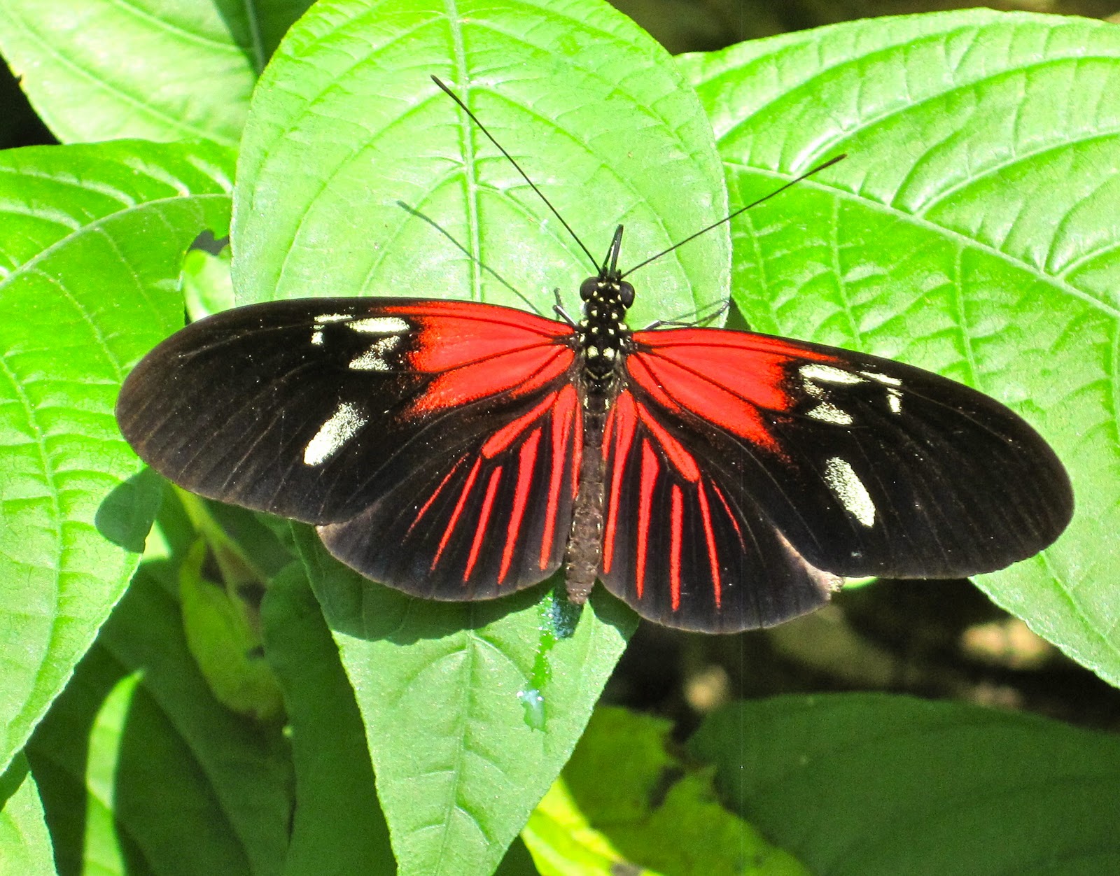 hodie mihi, cras tibi Butterfly Rainforest