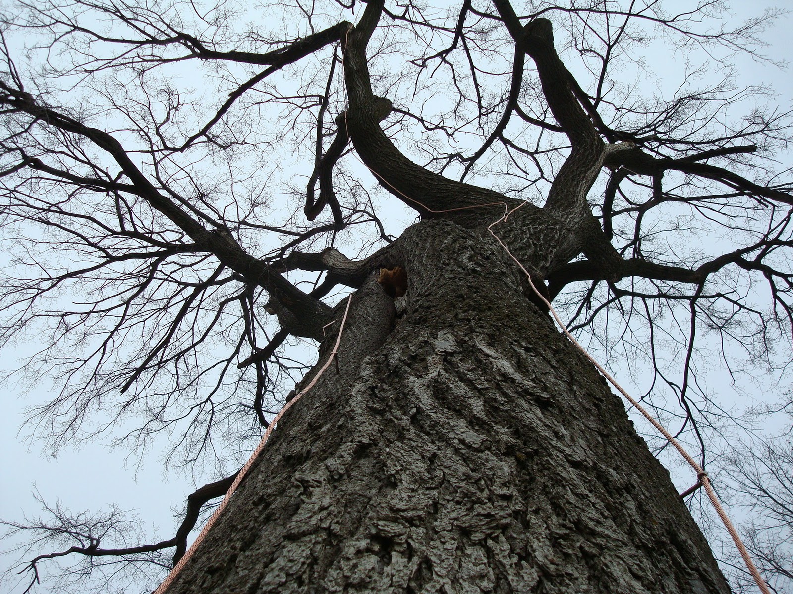Lightning Protection for Trees Naperville Country Club Green Department