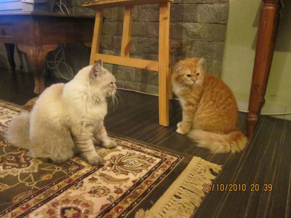 MODEL 80-AN: Bila Cinta Tak Lagi Bermakna