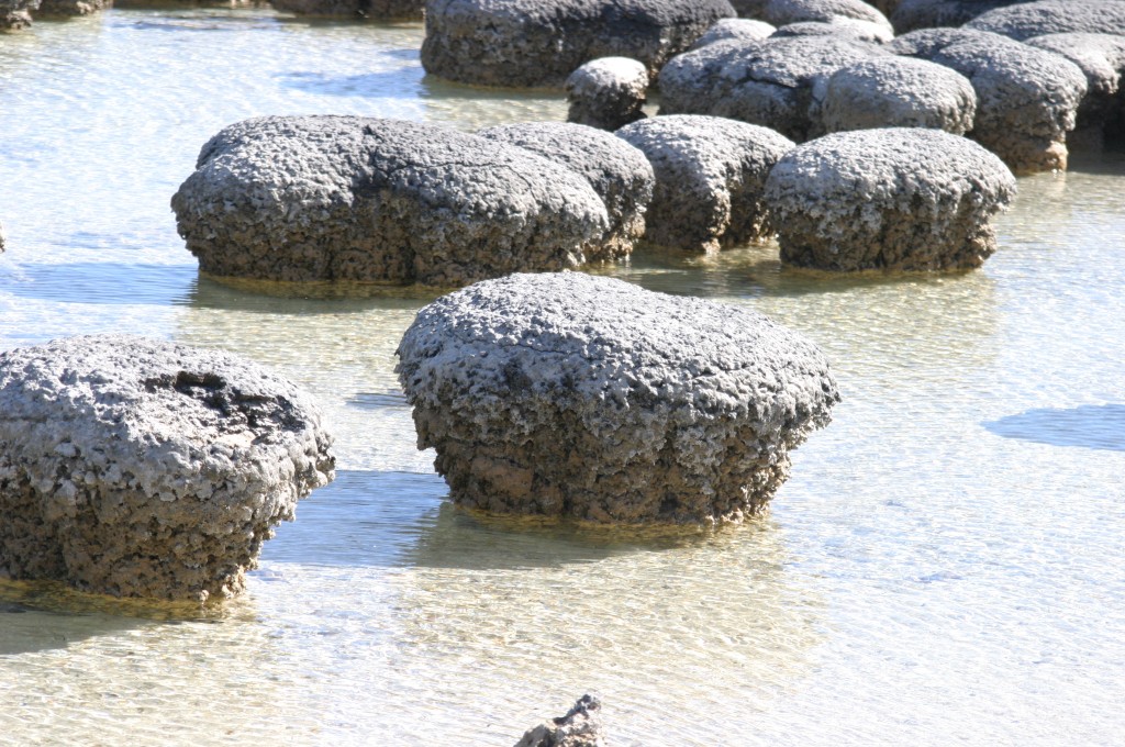 [whitecappedstromatolitesw.jpg]