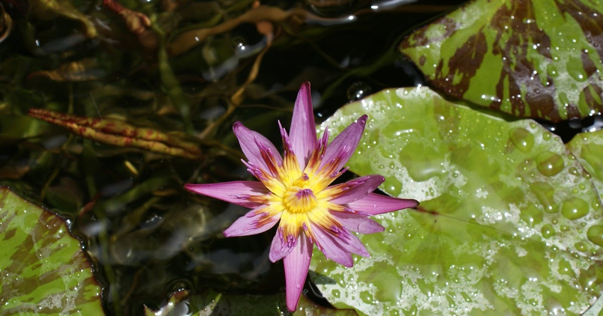 Plants of Florida Water lily in Linda's pond