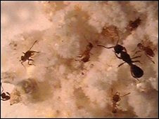 Edition amazon top ten music s top secret movie amazon top mp3