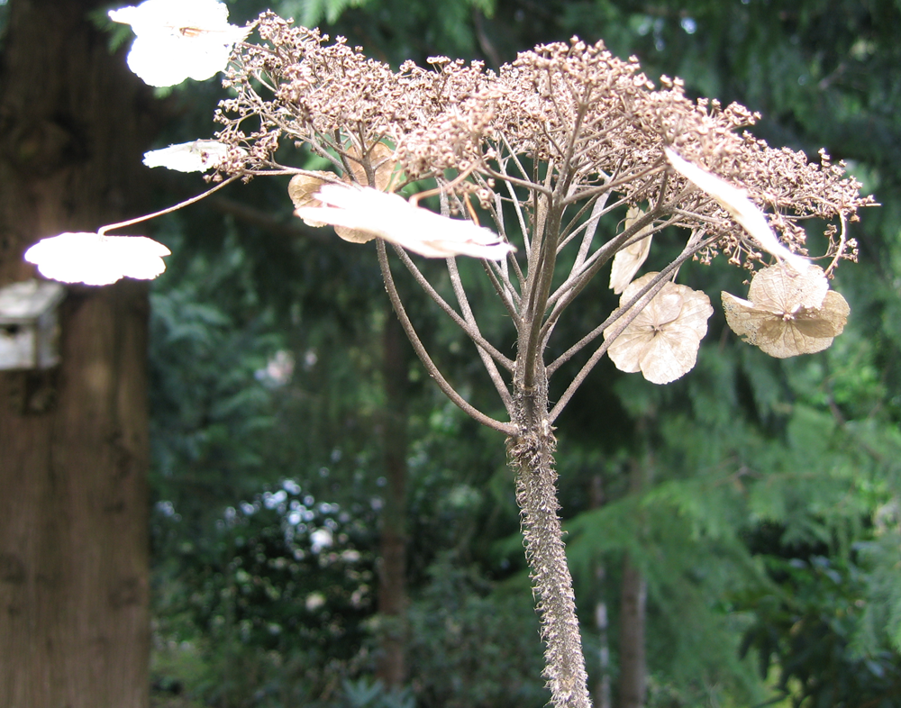 [hydrangea+dead+head.png]