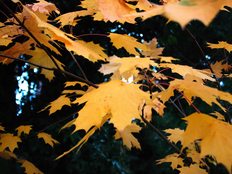3d wallpaper desktop nature. nature wallpaper desktop 3d. 3d wallpaper desktop nature.