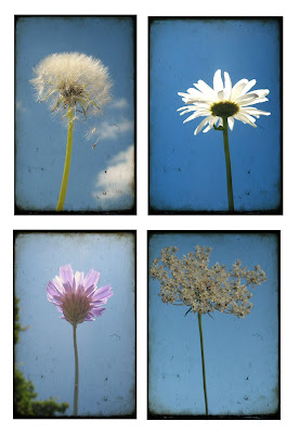 poloroids of flowers