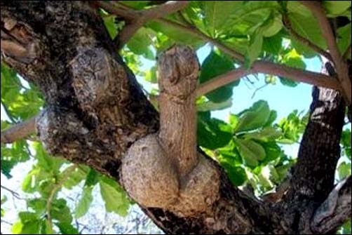 Imagem de um pau-brasil