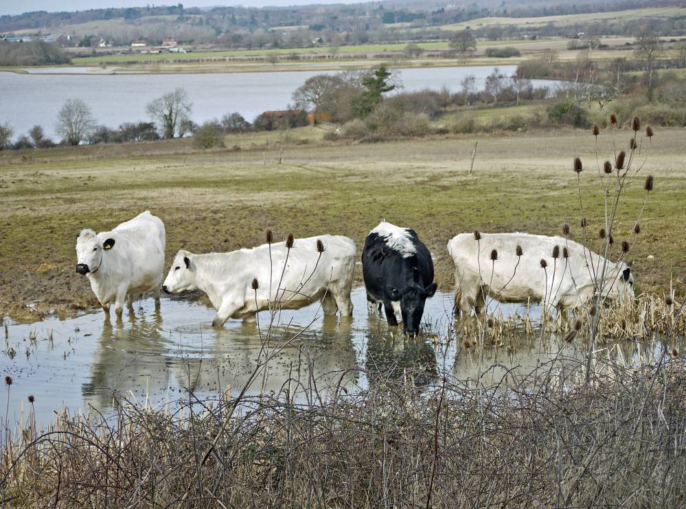 [21.+Cows+and+flooded+fields.+sm.jpg]