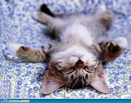 Cats Napping