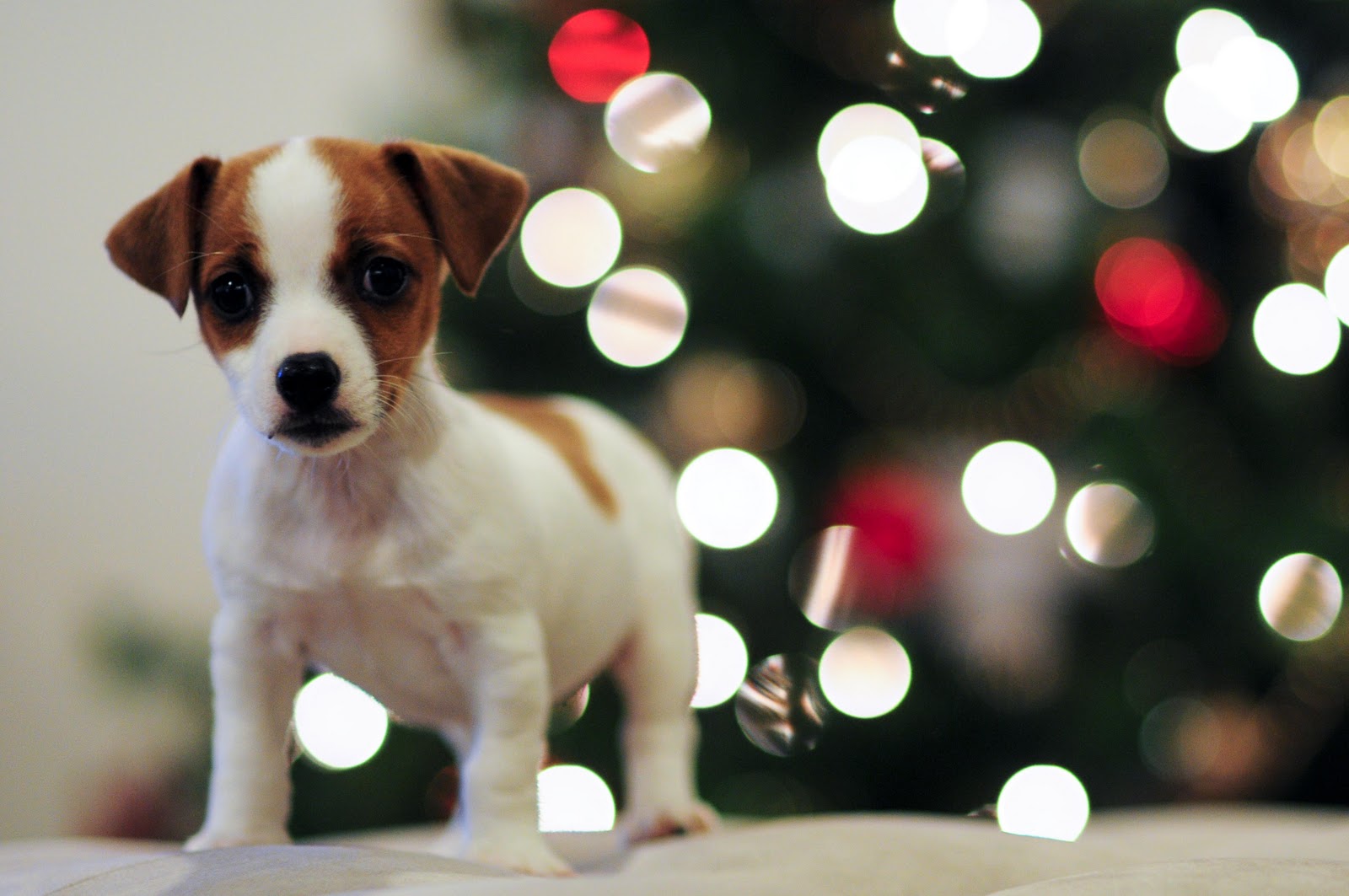 Steven Schuldt Photography Christmas Puppy!