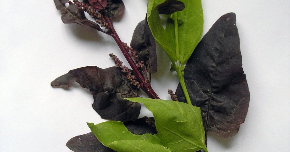 A Thinking Stomach Greens and Beans (Growing Challenge)