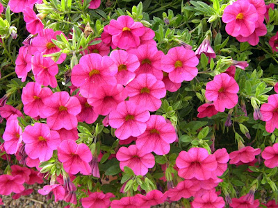 Bells Flowers