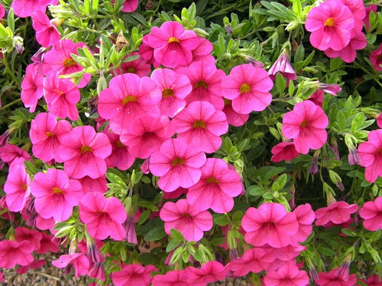 Current World News Million Bells Flowers For Your Garden