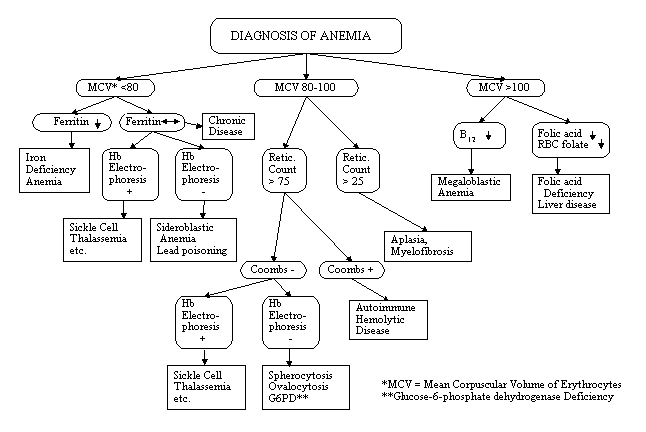 Anemia Diagnosis Chart