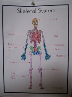 Dottie's Homeschool Universe: Human Body - Systems